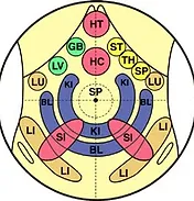 zones reflexes du ventre liées aux organes
